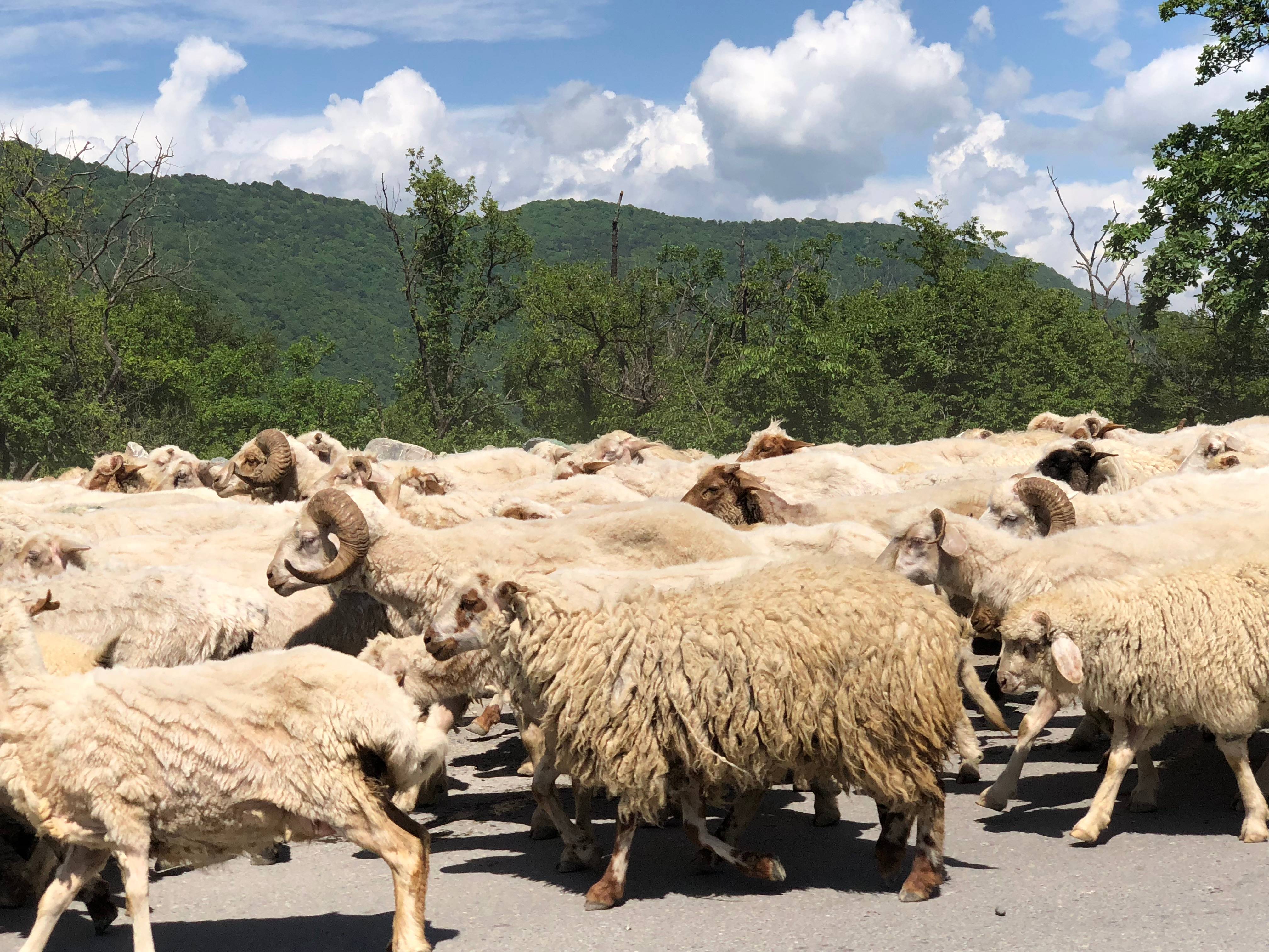 Georgia